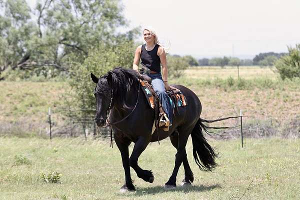ranch-draft-horse