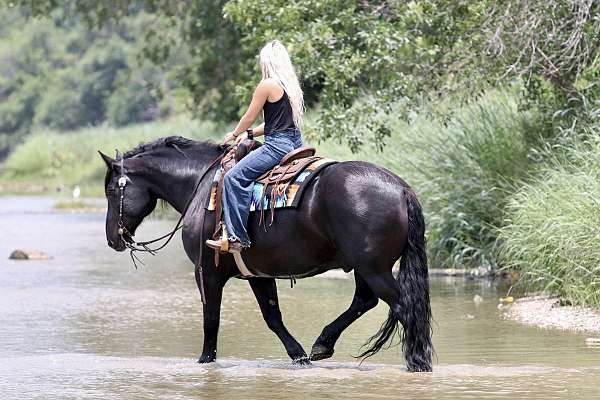 show-draft-horse