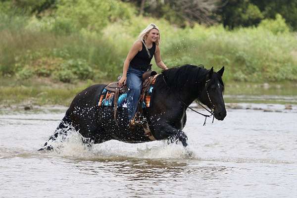 trail-draft-horse