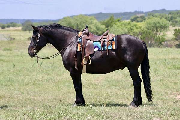 athletic-draft-horse