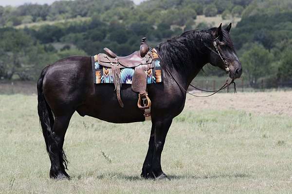 cross-draft-horse