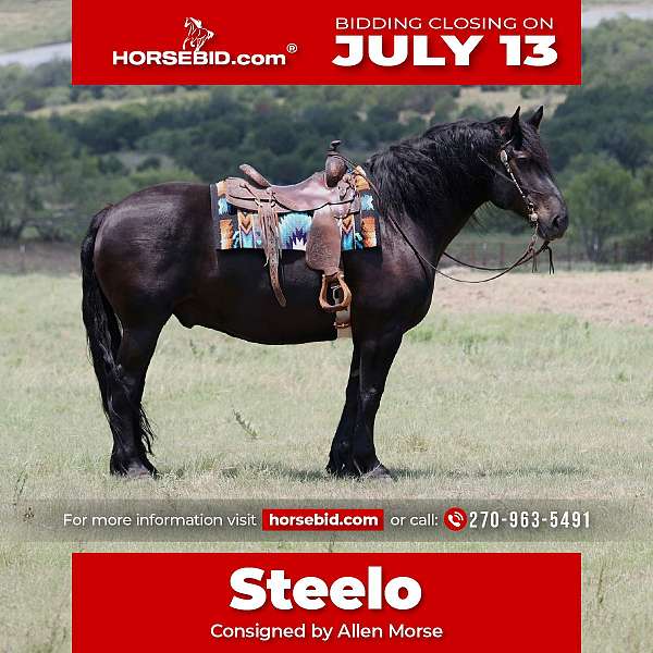 all-around-draft-horse