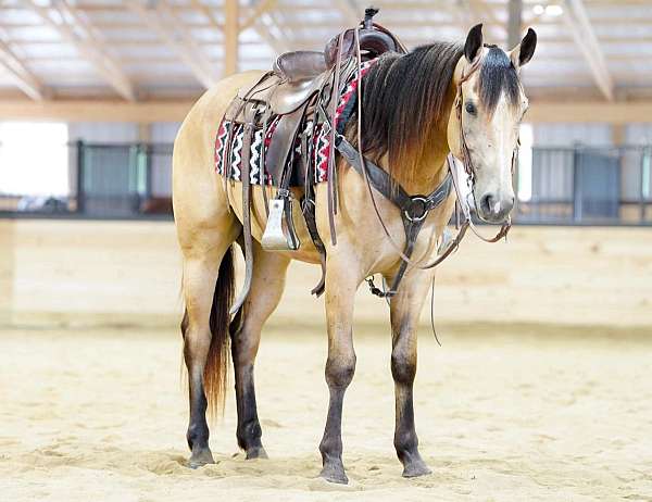 athletic-quarter-horse