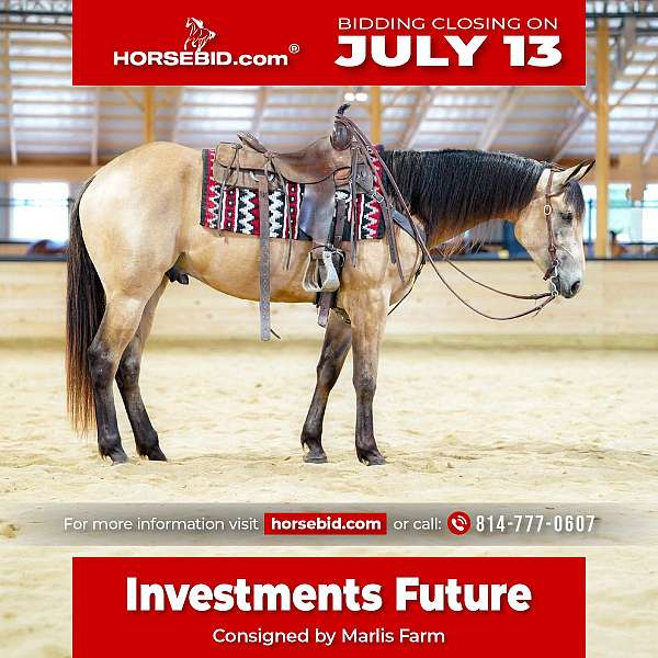 all-around-quarter-horse