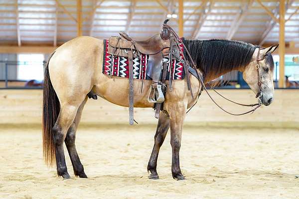 flashy-quarter-horse