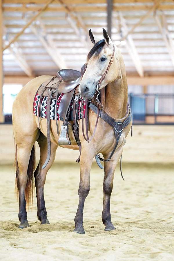 kid-safe-quarter-horse