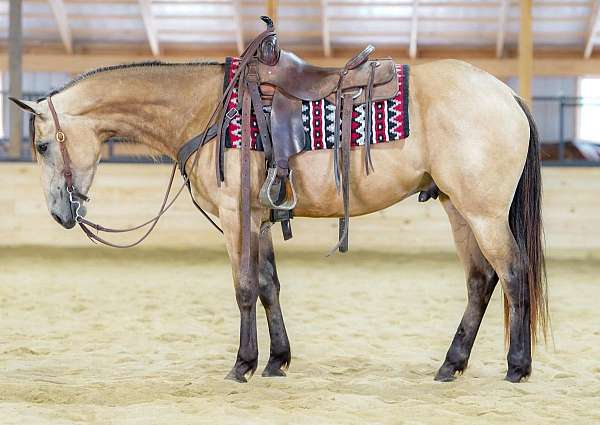performance-quarter-horse