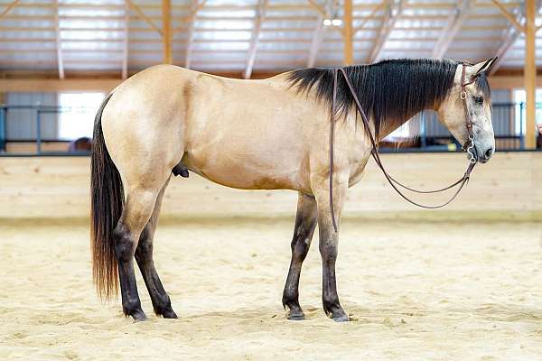 ranch-quarter-horse