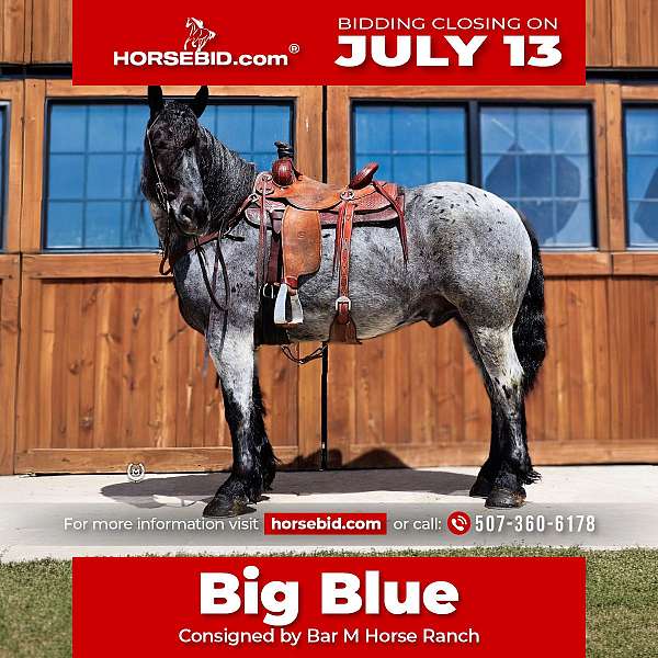 all-around-draft-horse
