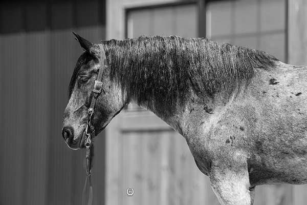cross-draft-horse