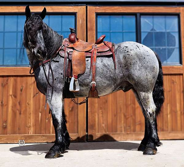 draft-horse