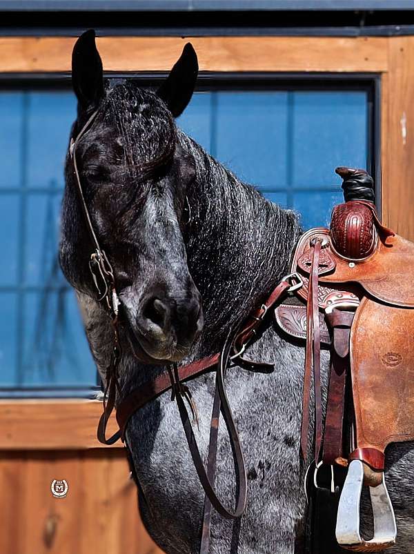 driving-draft-horse