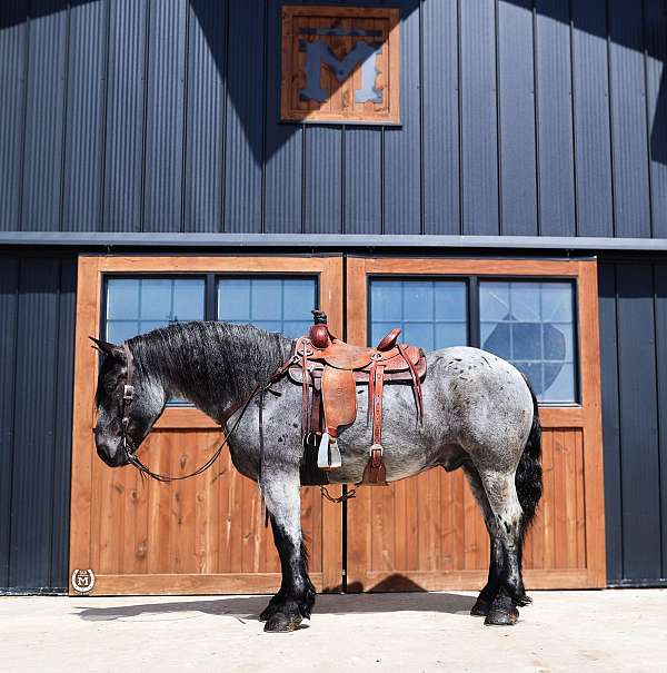 flashy-draft-horse