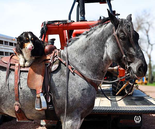 kid-safe-draft-horse