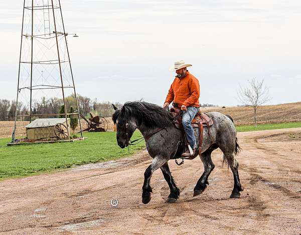 lesson-draft-horse