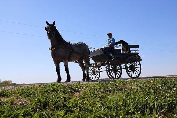 ranch-draft-horse