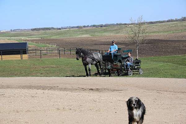 parade-draft-horse