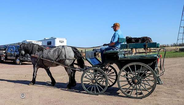show-draft-horse