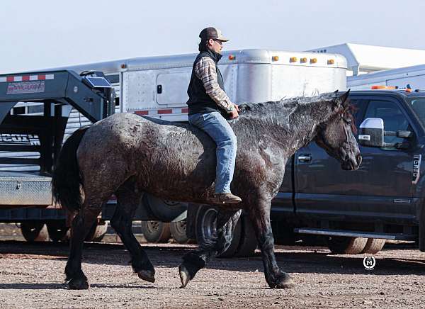 trail-draft-horse