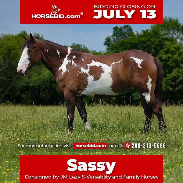 show-hack-shire-horse