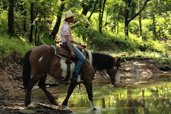 all-around-shire-horse