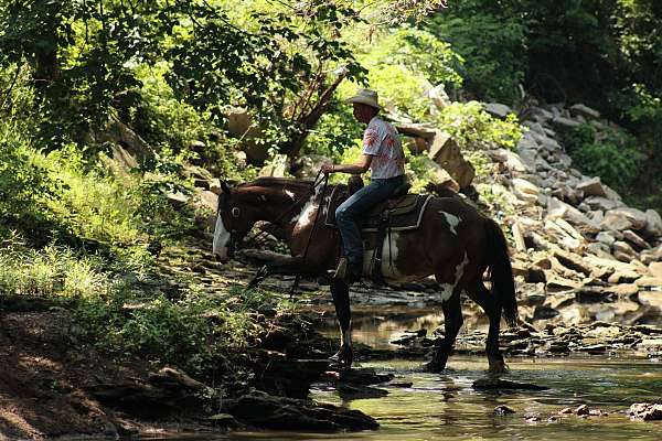 athletic-shire-horse