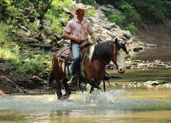 barrel-racing-shire-horse