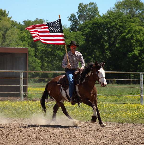 flashy-shire-horse
