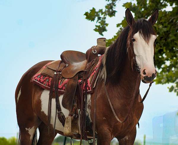 jumping-shire-horse