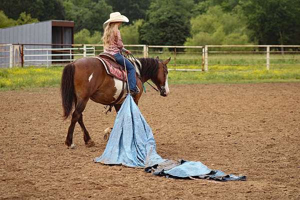 kid-safe-shire-horse
