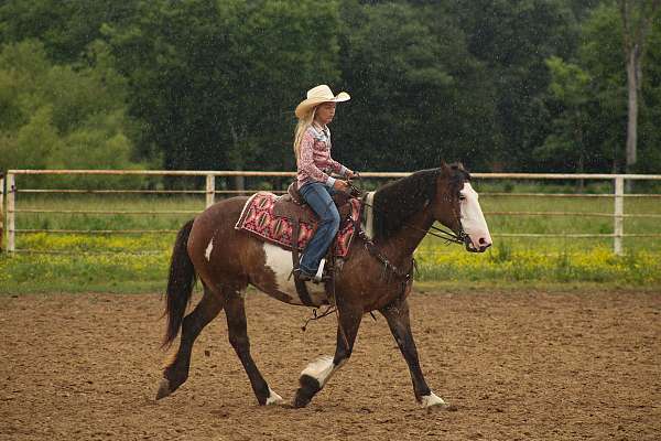 lesson-shire-horse
