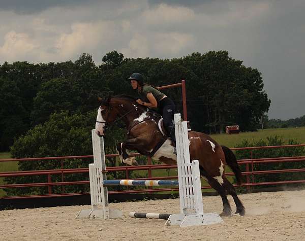 playday-shire-horse