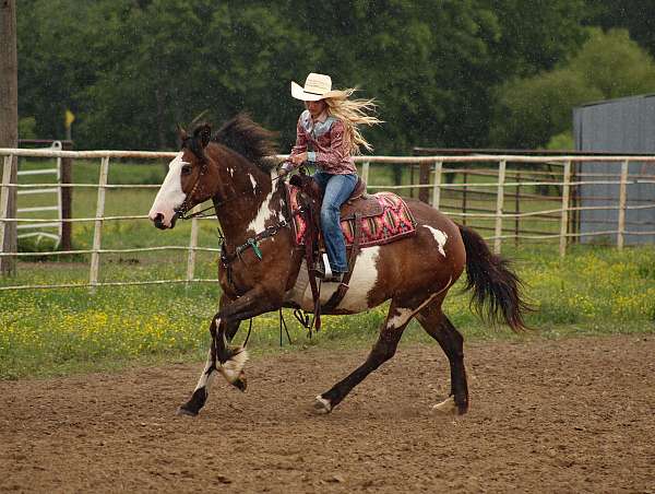 ranch-shire-horse