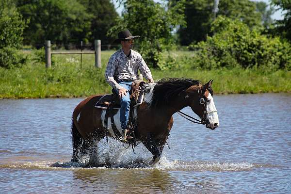 ridden-english-shire-horse