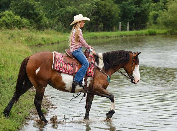 ridden-western-shire-horse