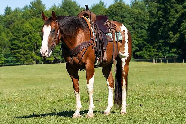 ranch-paint-horse