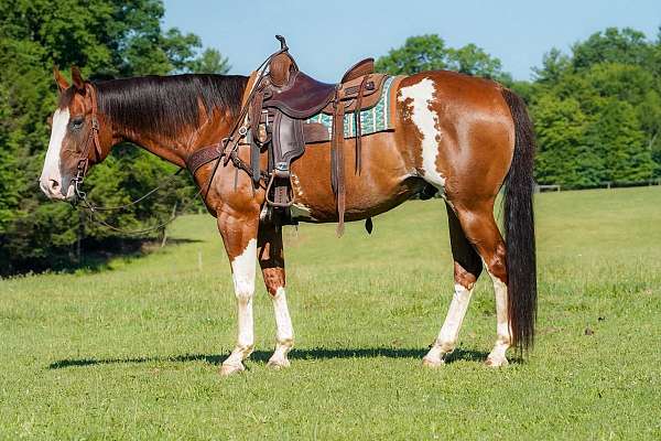 ranch-work-paint-horse