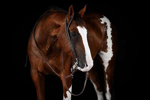trail-paint-horse