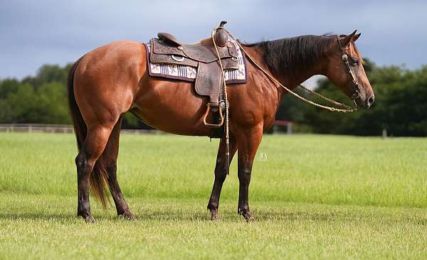 flashy-quarter-pony