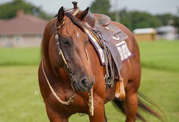 kid-safe-quarter-pony