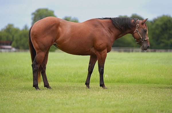 performance-quarter-pony