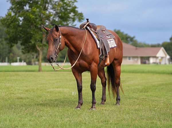 ranch-quarter-pony