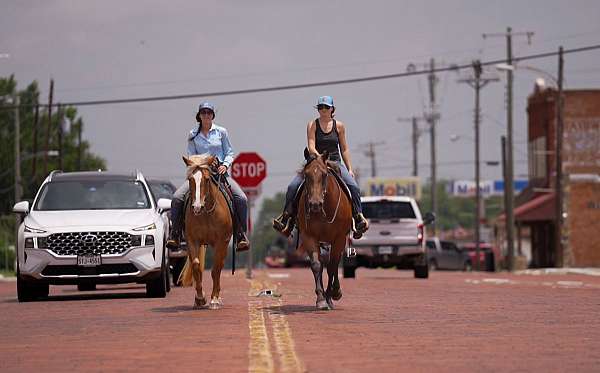 show-quarter-pony