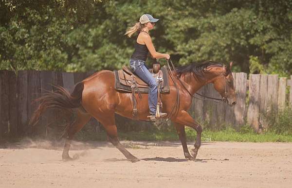 trail-quarter-pony