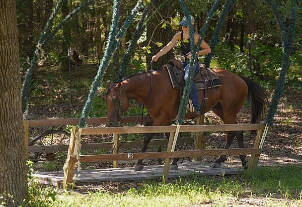 western-dressage-quarter-pony