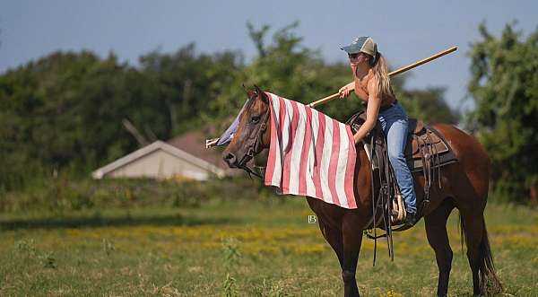 western-riding-quarter-pony