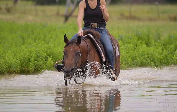 working-cattle-quarter-pony