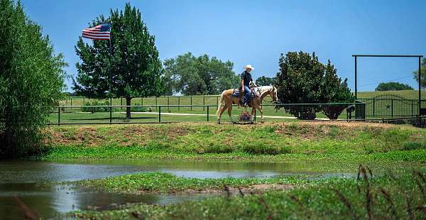 calf-roping-quarter-pony