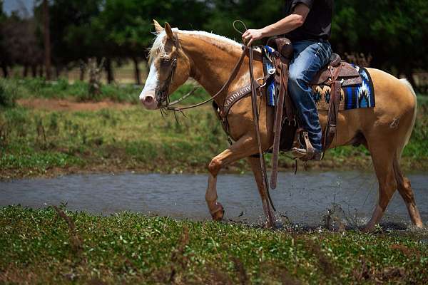 heel-quarter-pony