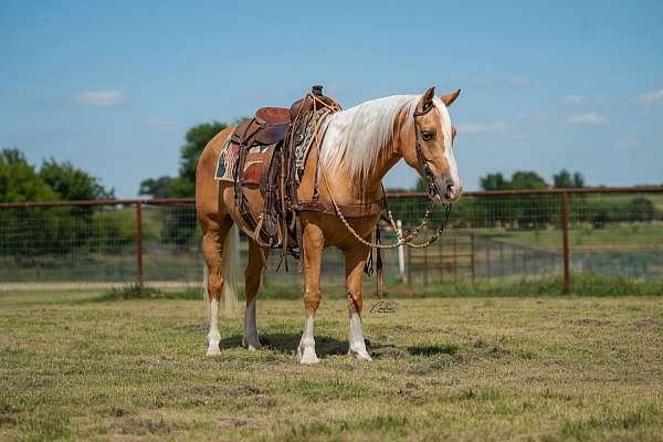 performance-quarter-pony